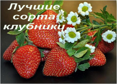 Про питомник