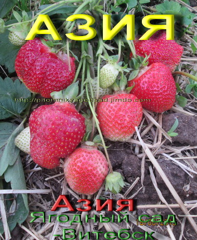 Азия клубника ранняя