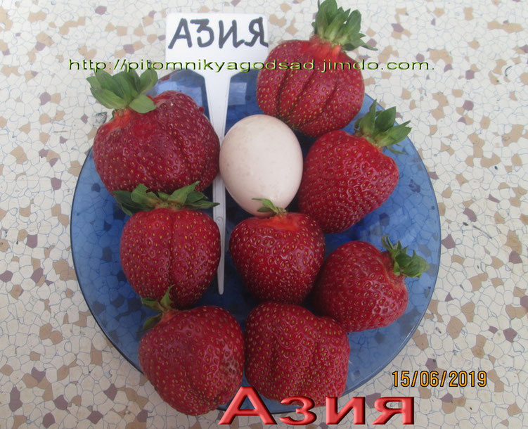 сорт клубники азия