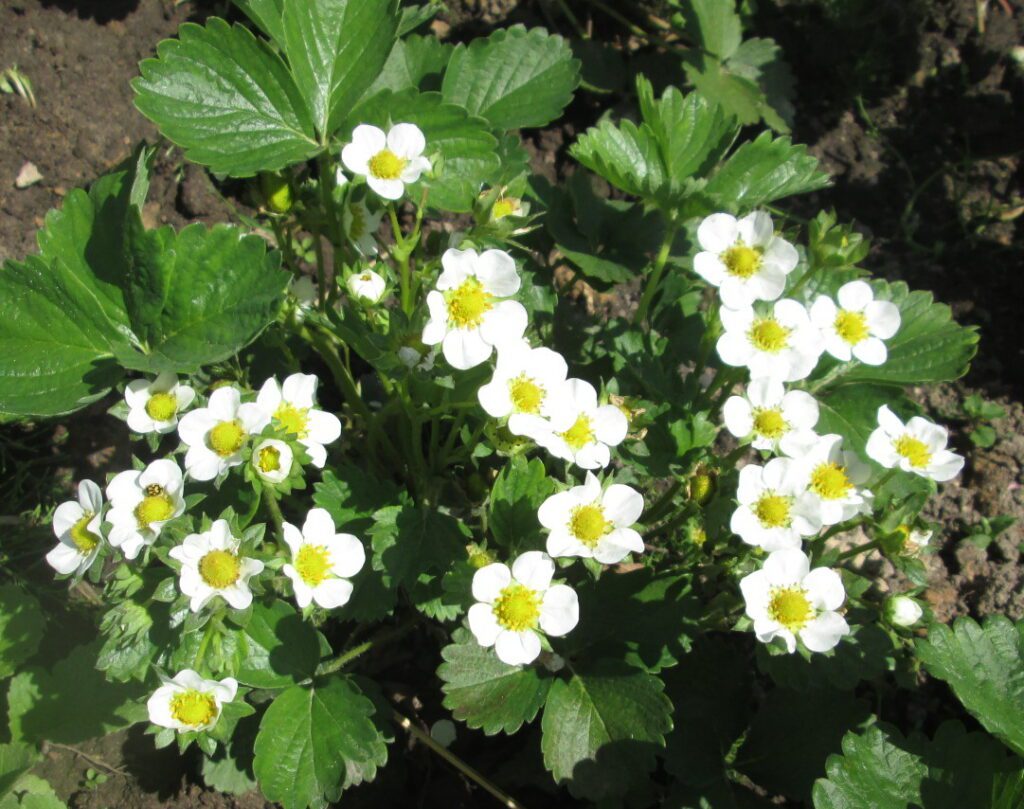 Цветение клубники Фелисити