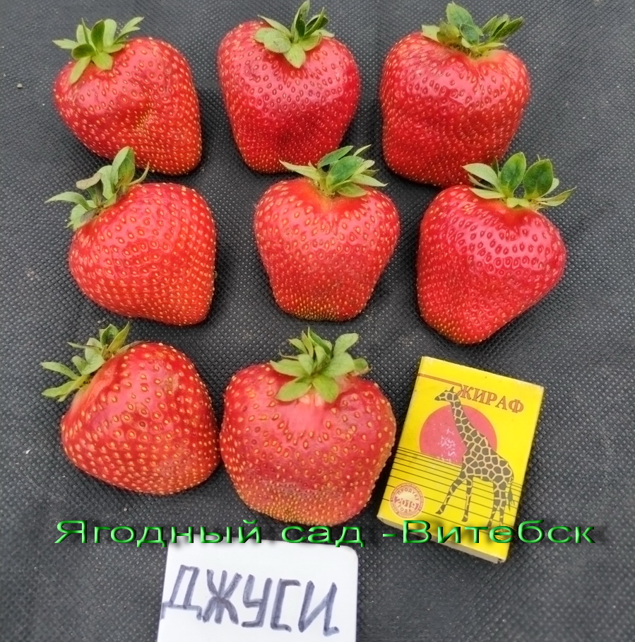 клубника джуси