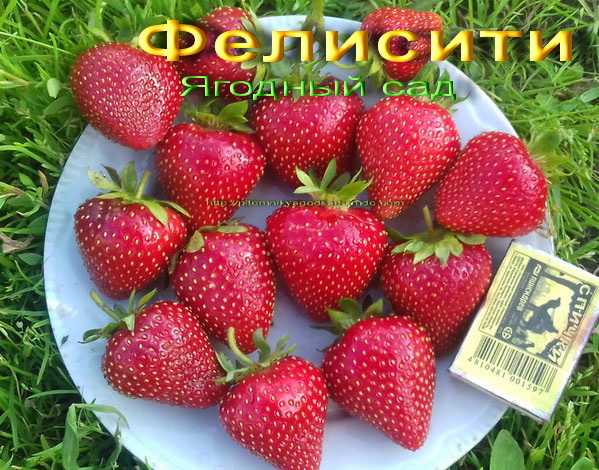 клубника Фелисити