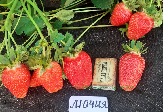 сорт клубники Лючия