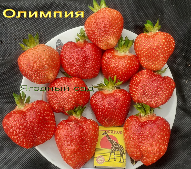 Олимпия