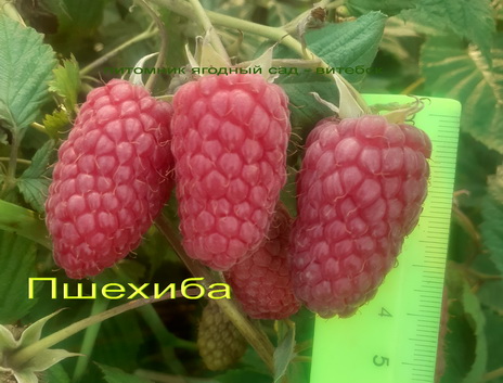 пшехиба малина
