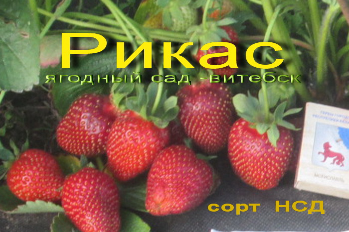 фото сорт клубники рикас