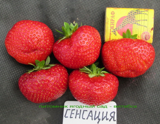  клубника сенсация