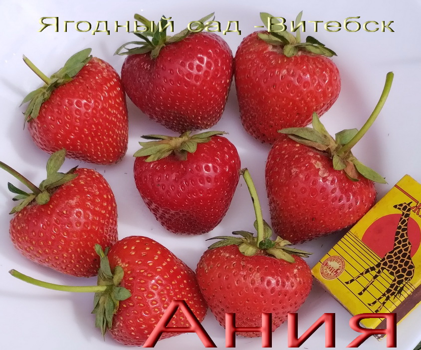 Сорт ремонтантной клубники Ания