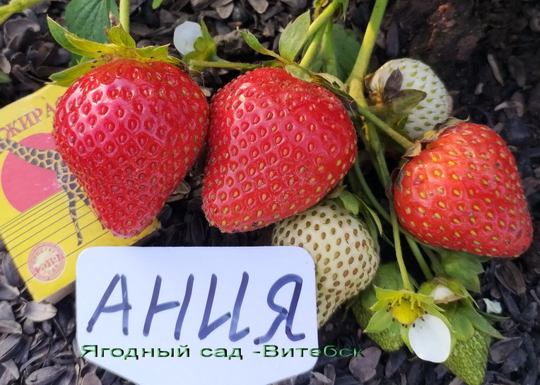 Ания сорт ремонтантной клубники