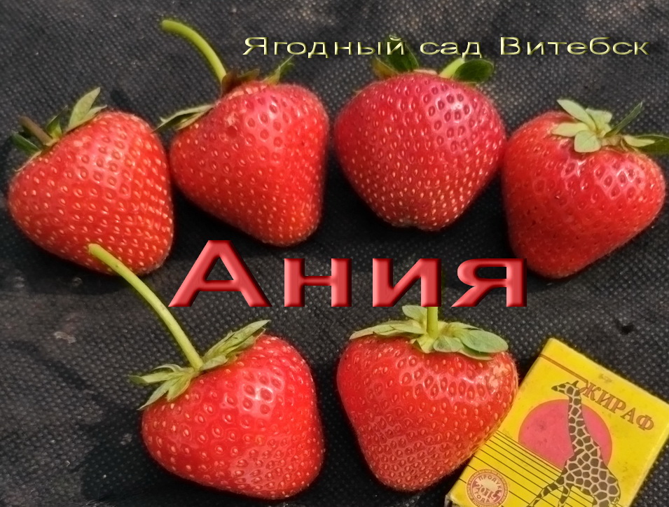 ания клубника ремонтантная