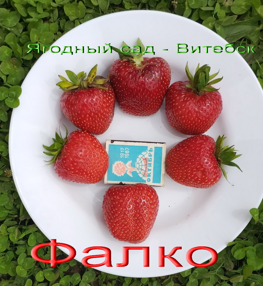 Фалко