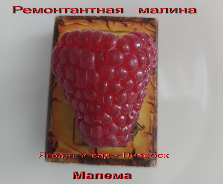 ремонтантная малина -Мапема