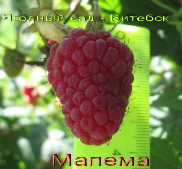 мапема малина