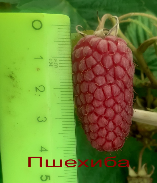 малина пшехиба
