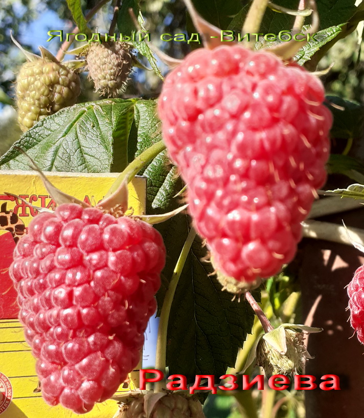 Радзиава малина летняя