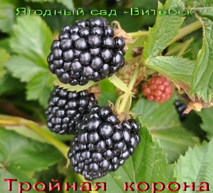 тройная корона сорт ежевики