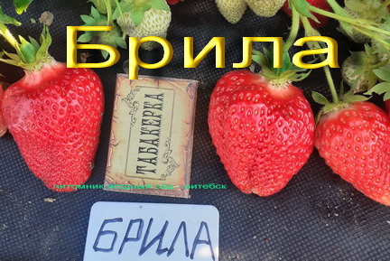 фото клубника брила