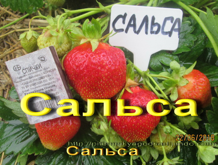 фото клубника Сальса