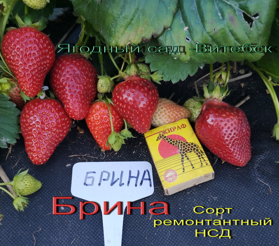 клубника Брина