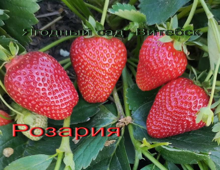 Розария - клубника ранняя