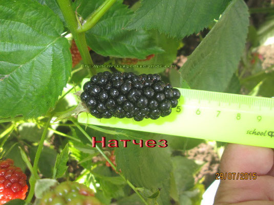 натчез